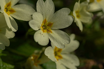 Golden-hour flower