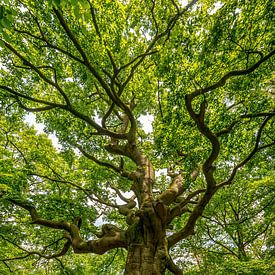 Der magische Hexenbaum von Marian Schepens