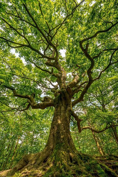Der magische Hexenbaum von Marian Schepens