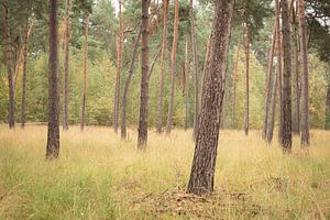 Kiefernlandschaft im Herbst