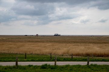 Sint-Petersburgers bestellen Uitzicht vanaf de dijk van Alexander Wolff