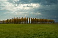 Castle Forest