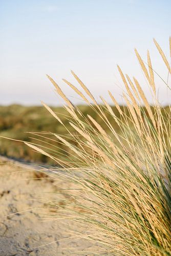 Duingras aan het strand I | Bloemendaal aan Zee | Nederland