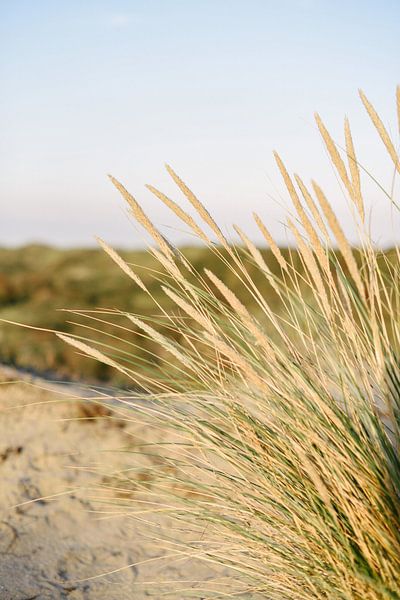 Dune grass at the beach I | Bloemendaal aan Zee | Netherlands by Mirjam Broekhof