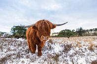 Schotse hooglander in de sneeuw van Marcel Kerdijk thumbnail