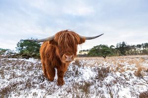 Un highlander écossais dans la neige sur Marcel Kerdijk