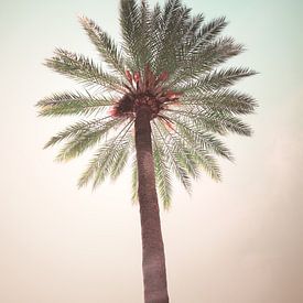 Palmboom tegen een turquoise en roze lucht van Laura Dijkslag