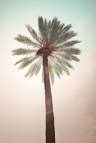 Palmboom tegen een turquoise en roze lucht