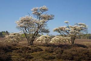 Spring - Blossom on the moors
