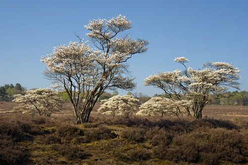 Lente - Bloesem op de heide van BHotography