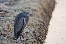 Blue heron in the freezing cold by Marcel Jagt