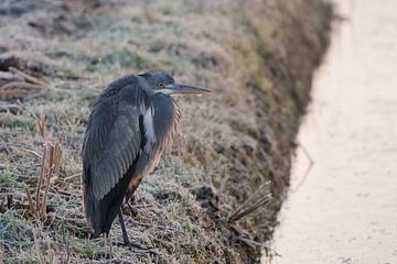Blue heron in the freezing cold by Marcel Jagt