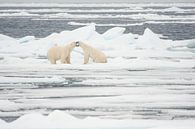 Fighting polar bears on Svalbard by Caroline Piek thumbnail