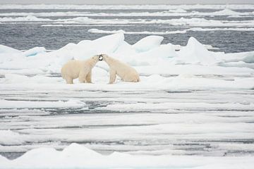 Vechtende ijsberen op Spitsbergen