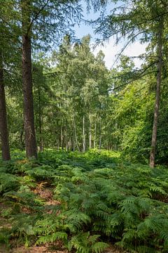 Paysage forestier de landes allemandes avec fougères, herbes et arbres à feuilles caduques en été sur Hans-Jürgen Janda