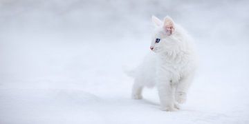 White as Snow, Esmée Prexus by 1x