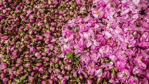 Rosenblütenblätter