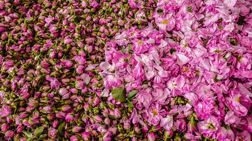 Rosenblütenblätter von Stijn Cleynhens