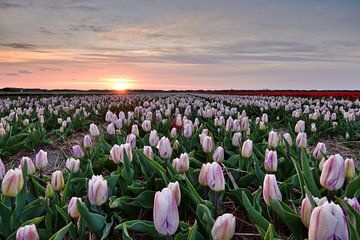 Champ de tulipes au coucher du soleil sur John Leeninga
