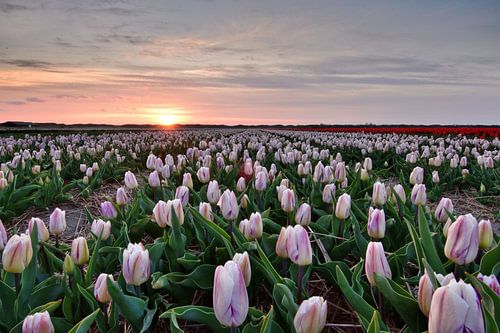 Champ de tulipes au coucher du soleil