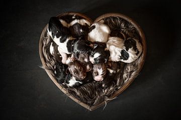 Newborn puppies in a heart by Ellen Van Loon