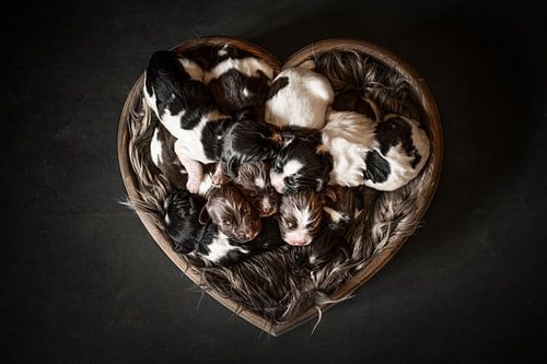 Newborn puppies in a heart
