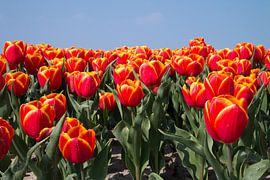 Blumen 5 von Nuance Beeld