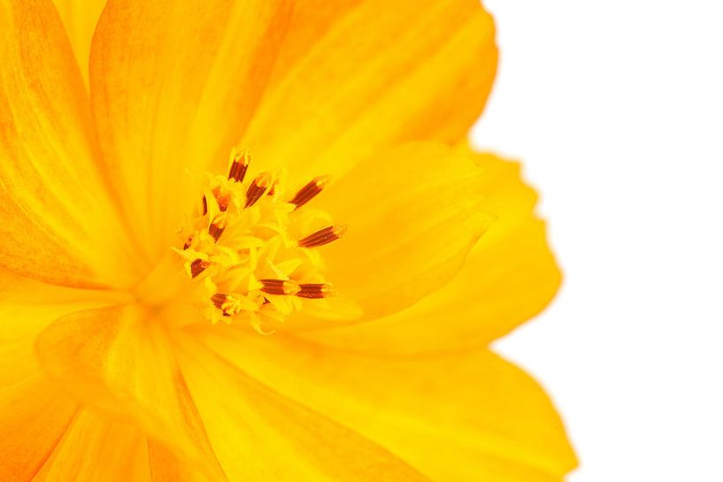 Common Marigold against a white background by Ronald Pol