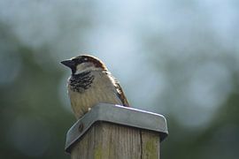 House sparrow