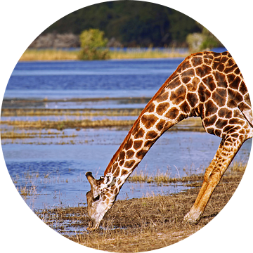 Drinking giraffe - Africa wildlife van W. Woyke