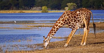 Drinking giraffe - Africa wildlife van W. Woyke