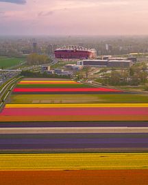 Tulip fields near AZ Stadium Alkmaar by Ewold Kooistra