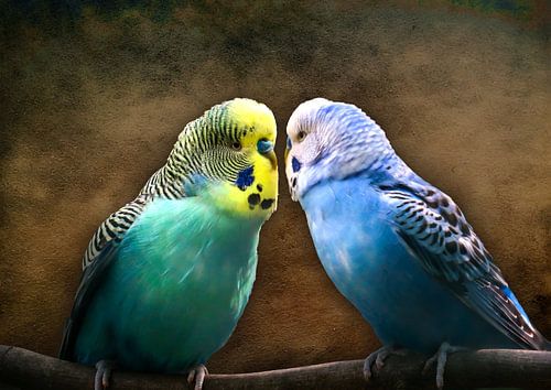 Liebe liegt in der Luft