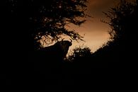 Bison (European Bison) in the Kraansvlak in National Park South-Kennemerland by Jeroen Stel thumbnail