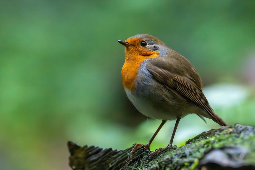 Robins von Peter Bartelings