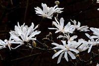 Magnolia
