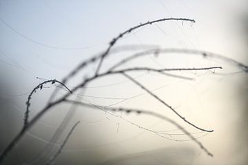 Schlanke Zweige eines Wildkräuters mit Spinnweben und Tau im nebligen Gegenlicht, abstrakte Naturauf von Maren Winter