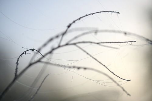 Slim twigs of a wild herb with cobwebs and dew in foggy back light, abstract nature shot in winter, 