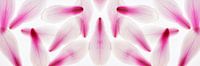 Panorama petals magnolia abstract purple delicate by Dieter Walther thumbnail