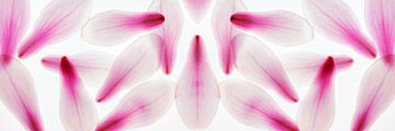 Panorama bloemblaadjes magnolia abstract paars delicaat van Dieter Walther