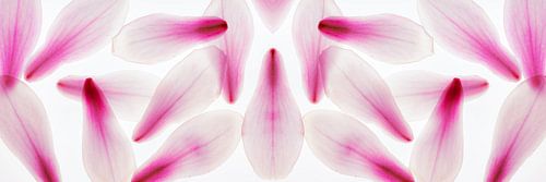 Panorama bloemblaadjes magnolia abstract paars delicaat