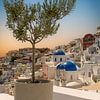 Stilleven Olijfboom Santorini van Marjolein van Middelkoop