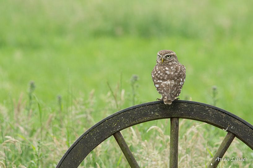 screech owl by Arien Linge