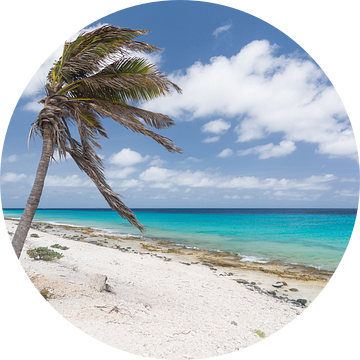 Caribische Palmbomen in de wind aan het strand van Michel Geluk