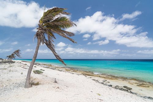 Palmiers des Caraïbes dans le vent à la plage