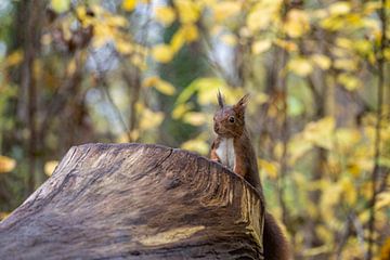 Squirrel looks by Thomas Heitz