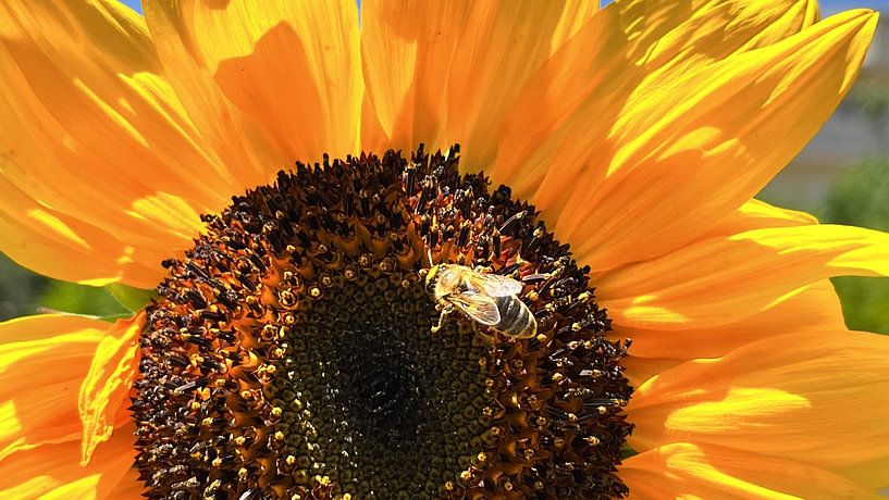 Sunflower with bee by Monique Maessen-Demoet