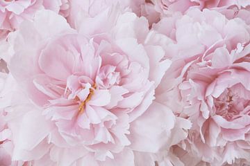 Roze Pioenbloesem van Monika Strigel
