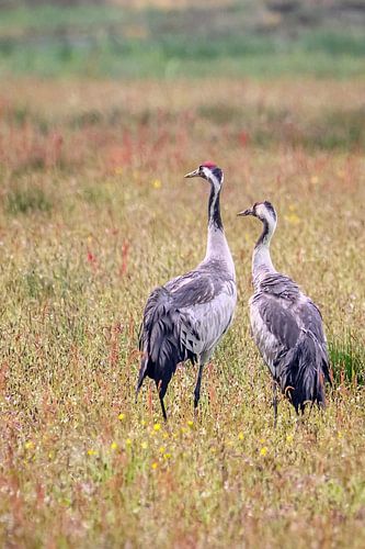 Des grues dans un champ au printemps