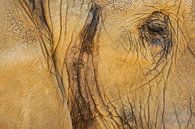 Das Auge des Elefanten von Ron Poot Miniaturansicht